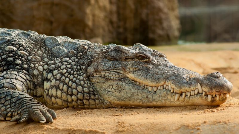 Nile Crocodile, reptilies (horizontal)
