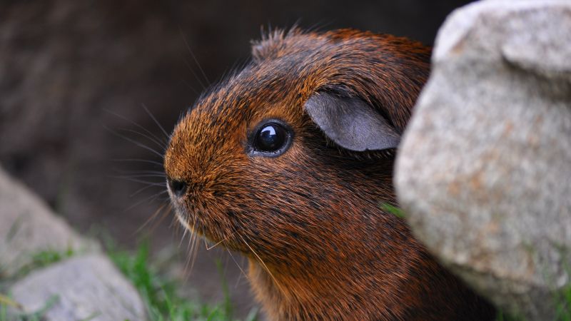 Guinea Pig, brown, cute animals (horizontal)