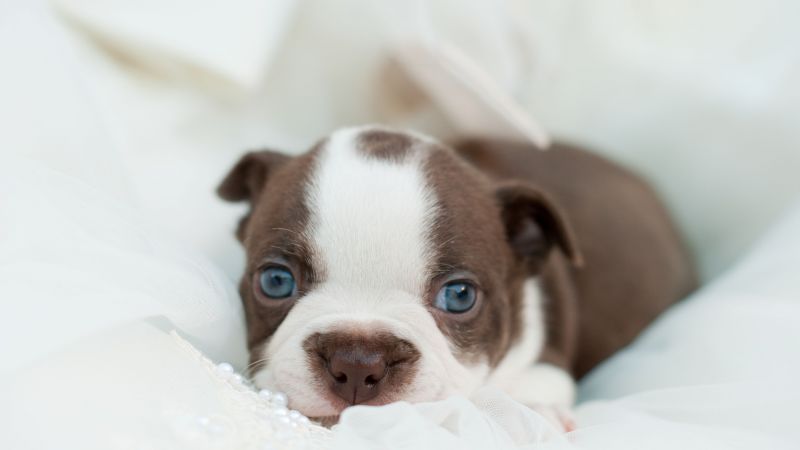 bulldog, dog, puppy, funny pets, cute animals (horizontal)