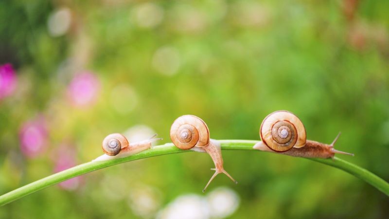 snail, nature, sunshine (horizontal)
