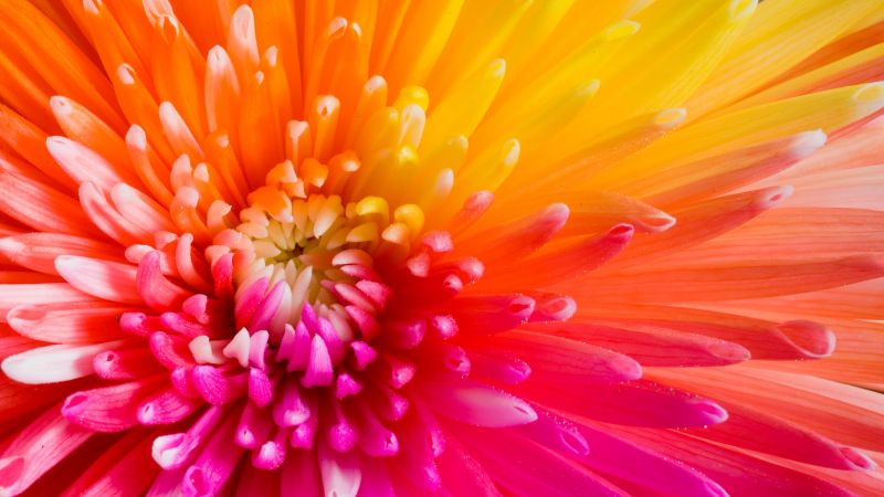 colourful flowers, 4k, HD wallpaper, flowers (horizontal)