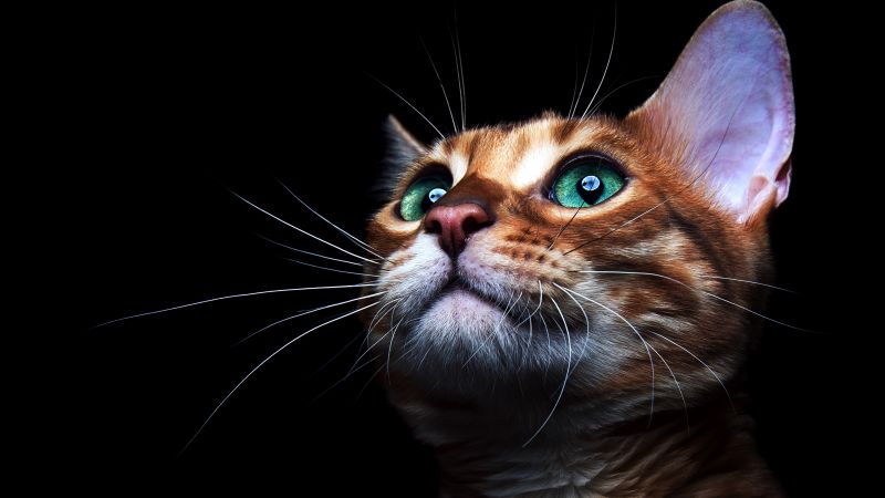Kitty, kitten, cat, eyes, cute (horizontal)