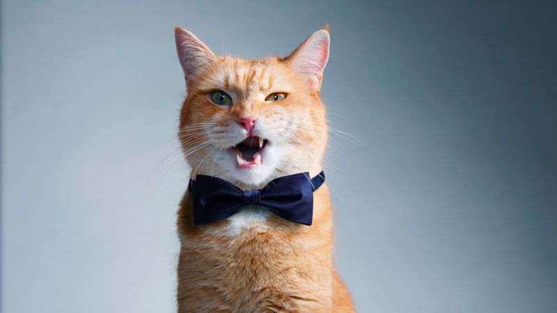 Cats Wallpapers