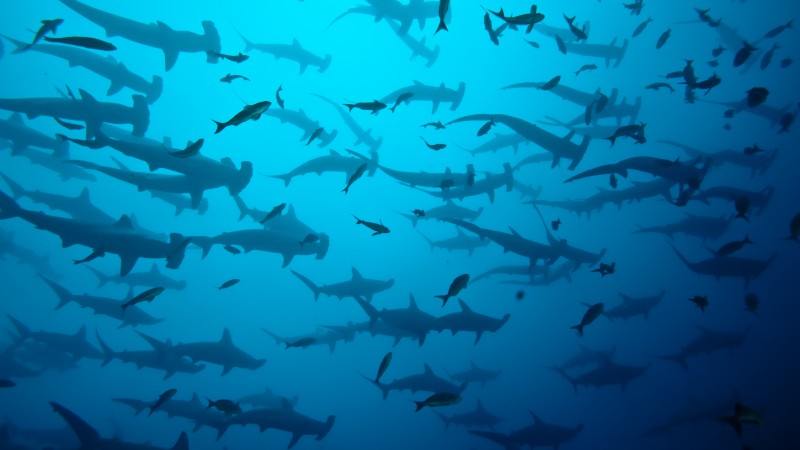 Diving Underwater
