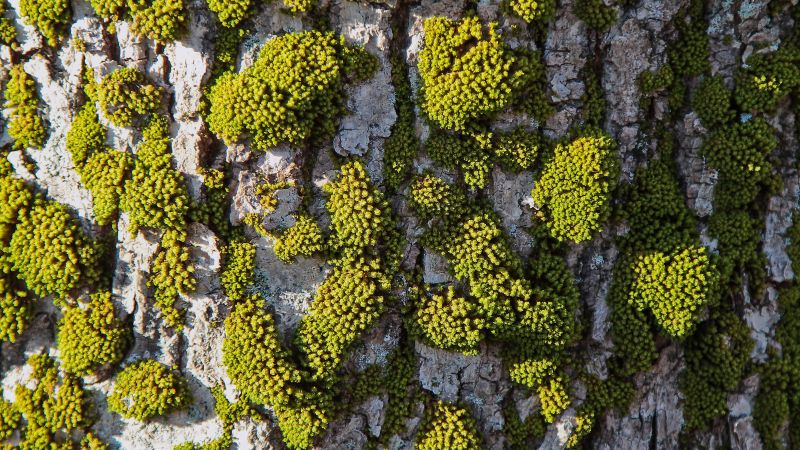 abstract, 8k, 4k, 5k wallpaper, moss, tree (horizontal)