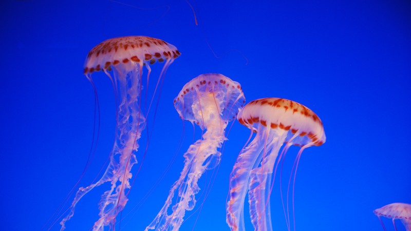 Nettle, 4k, 5k wallpaper, Jellyfish, medusa, Pacific Sea, blue, water, diving, tourism, Colorful, sealife, underwater, World's best diving sites (horizontal)