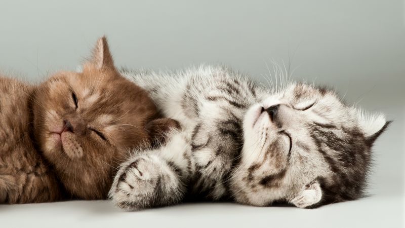 kittens, cats, cute, 4k (horizontal)