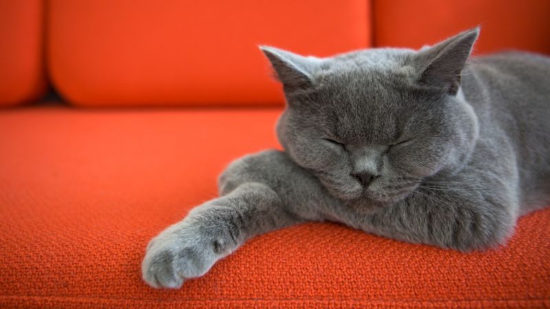 cat, cute (horizontal)