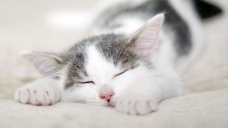 kitten, cat, cute, 4k (horizontal)