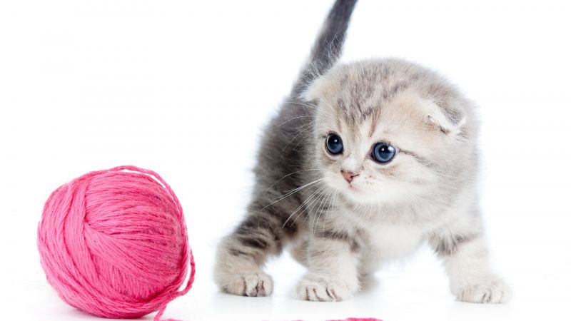 kitten, cat, cute, 4k (horizontal)