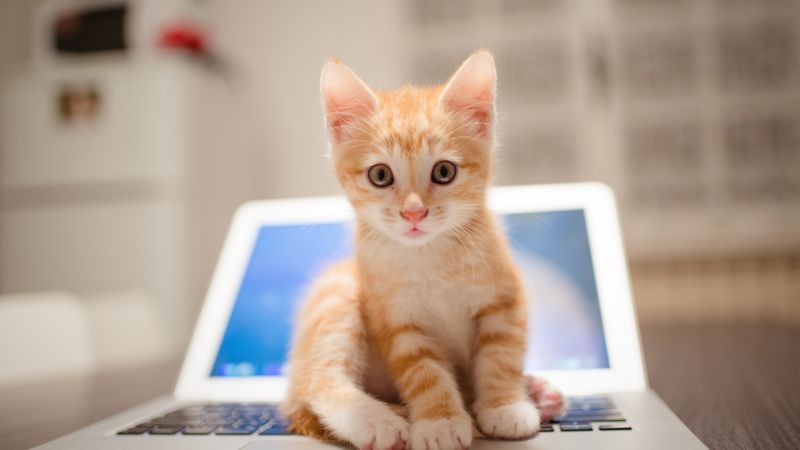 kitten, cat, cute, 8k (horizontal)