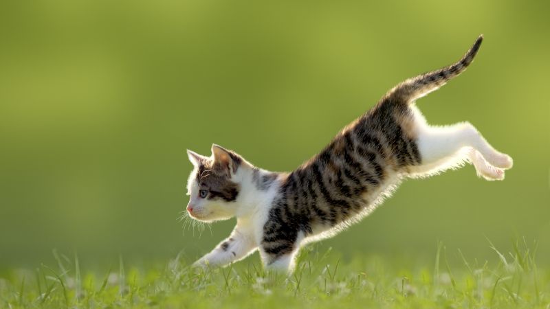 kitten, cat, cute, 4k (horizontal)