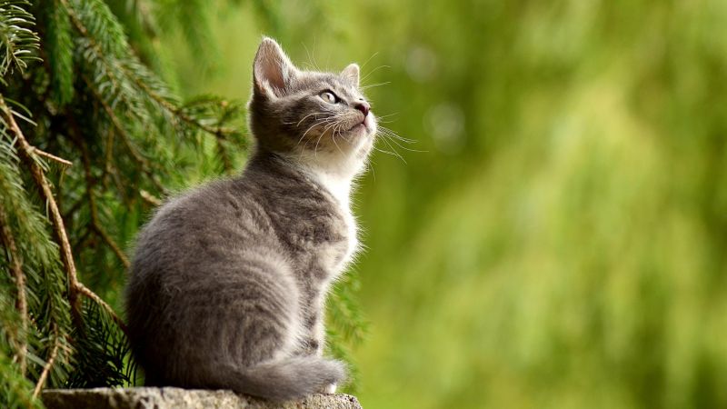 kitten, cat, cute, 4k (horizontal)