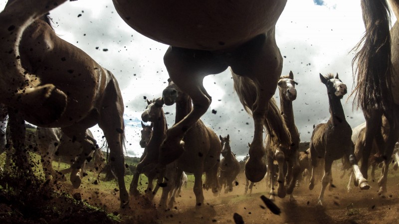 Horse, Run, Speed, National Geographics (horizontal)
