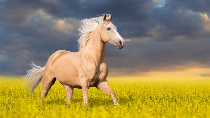 Horse, cute animals, 5k (horizontal)