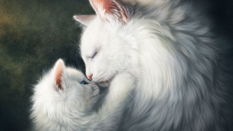 love image, cats, HD (horizontal)