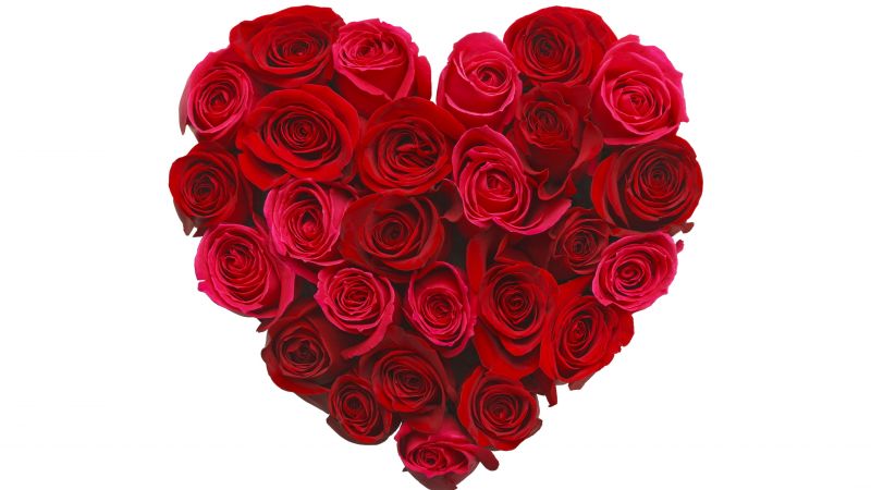 love image, heart, 5k, rose, flowers (horizontal)
