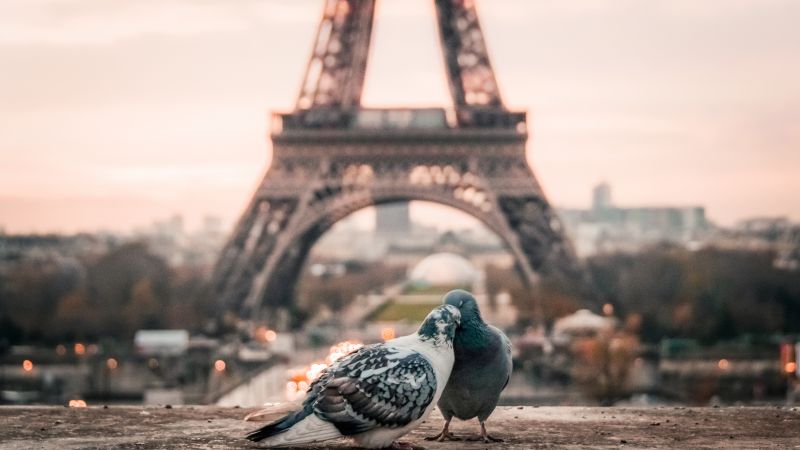 love image, doves, 4k, paris (horizontal)