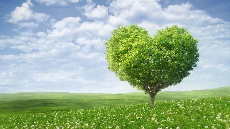 love image, heart, tree, 5k (horizontal)