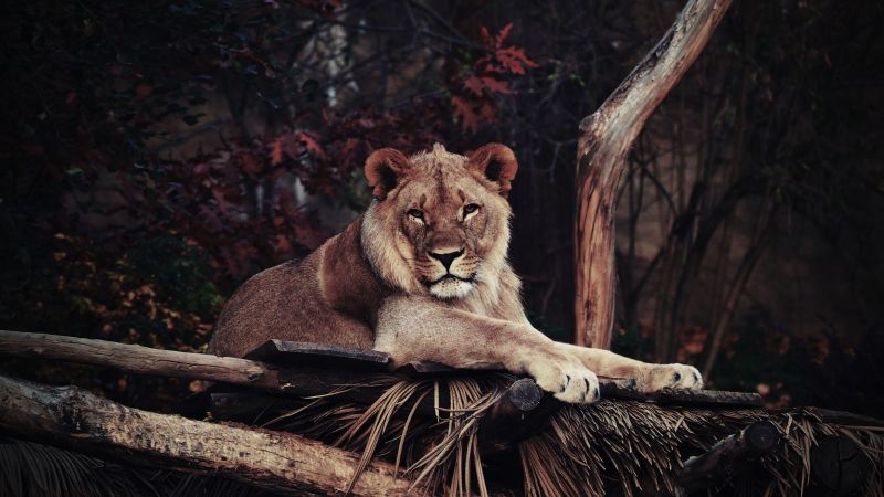 lion, savanna, 5k (horizontal)