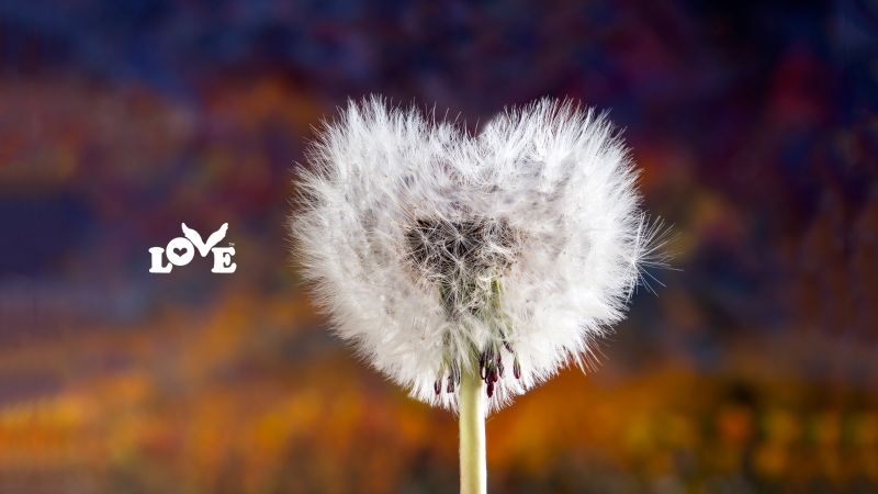 love image, heart, dandelion, 5k (horizontal)