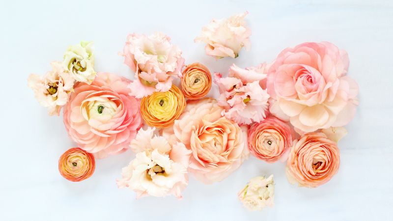 flowers, 5k (horizontal)