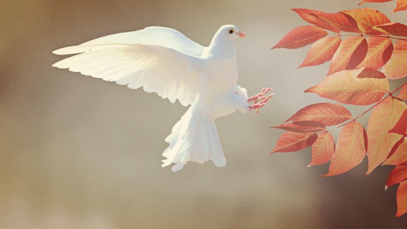 dove, bird, 4k (horizontal)