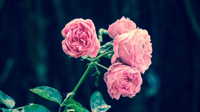rose, flowers, 5k (horizontal)