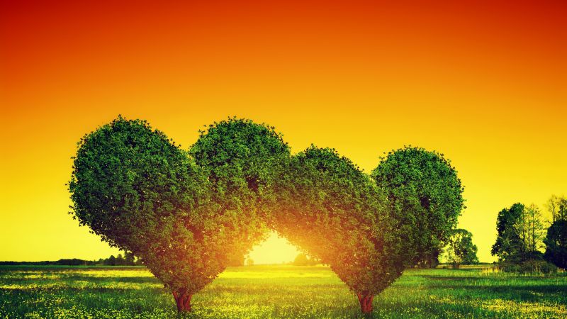 love image, heart, tree, 5k (horizontal)
