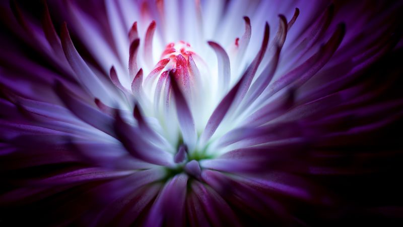 flower, 4k (horizontal)
