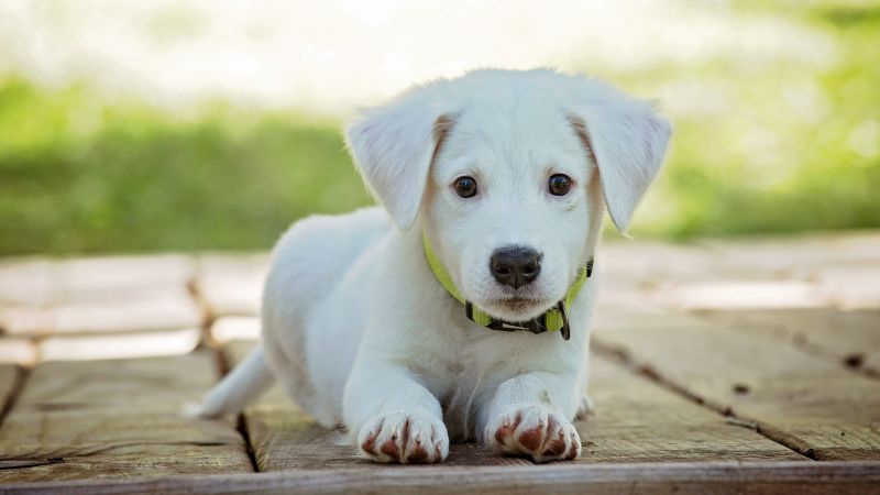 puppy, cute animals, 5k (horizontal)