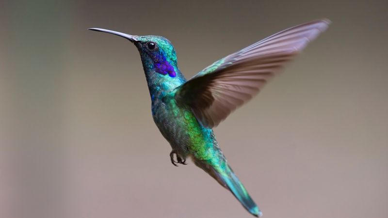 humming, bird, HD (horizontal)
