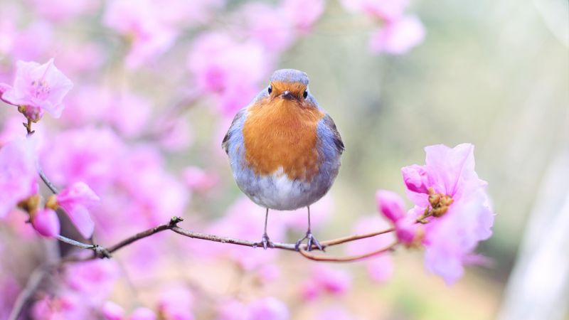 bird, spring, 5k (horizontal)