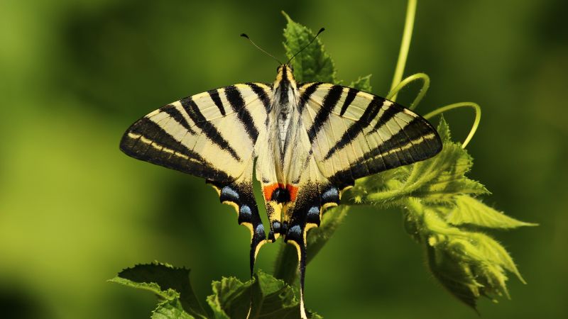 butterfly, green, 5k (horizontal)