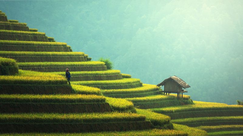 Asia, field, 8k (horizontal)