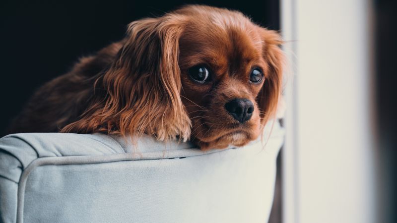 puppy, cute animals, 5k (horizontal)