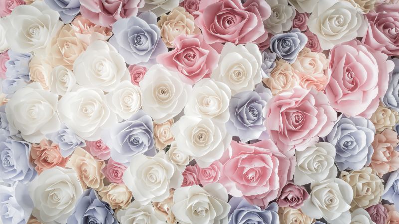 flowers, rose, 5k (horizontal)