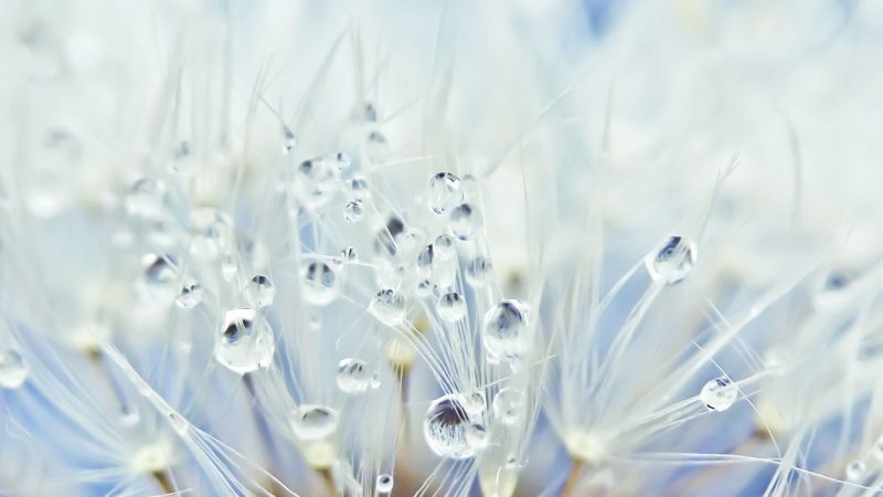 dandelion, drops, 5k (horizontal)