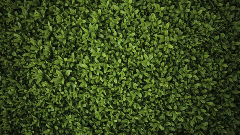 leaves, green, 4k (horizontal)