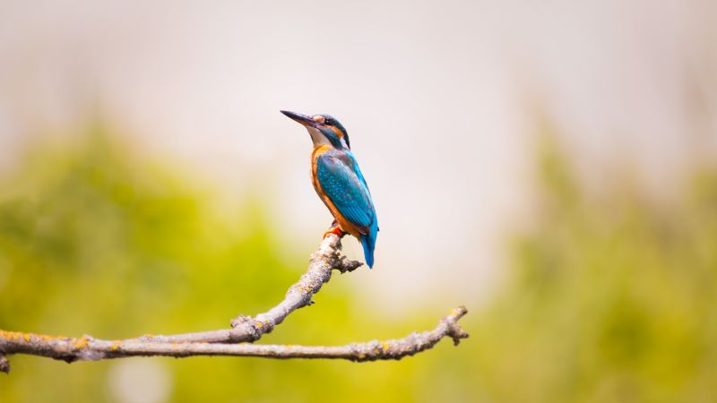 kingfisher, bird, 5k (horizontal)