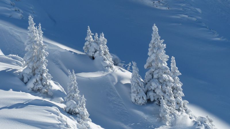 snow, winter, trees, 4k (horizontal)