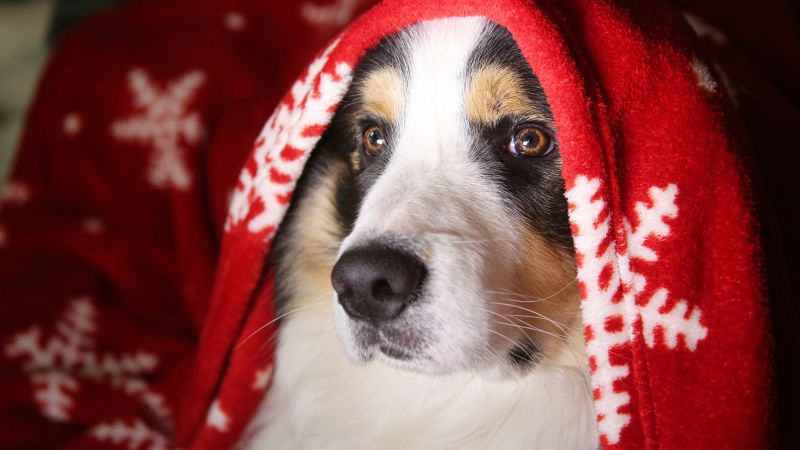 dog, cute animals, 5k (horizontal)
