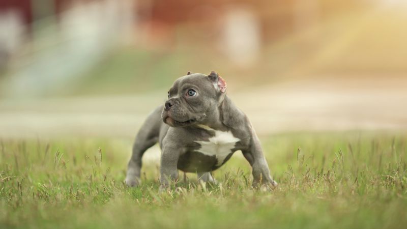 puppy, funny animals, 5k (horizontal)