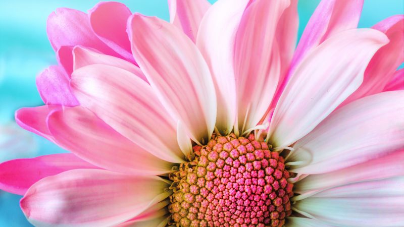 flower, 4k (horizontal)