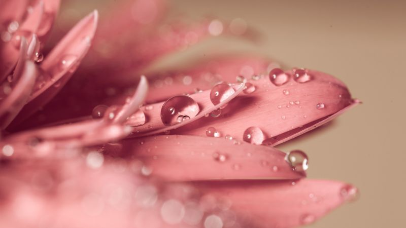 flower, drop, 4k (horizontal)