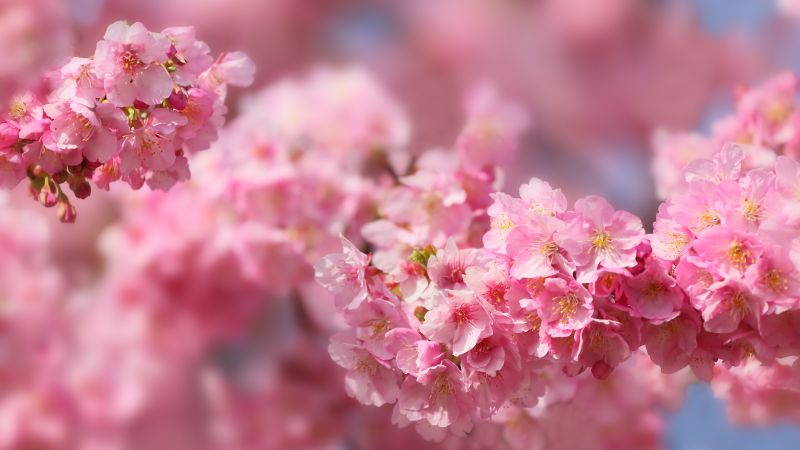 sakura, blossom, spring, trees, 5k (horizontal)
