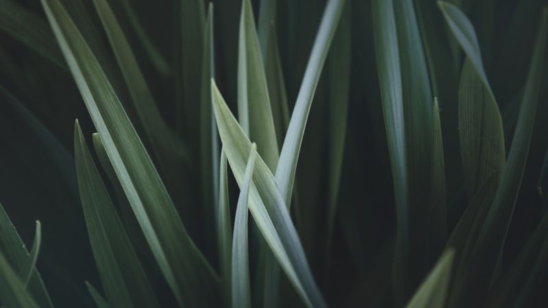 grass, HD (horizontal)