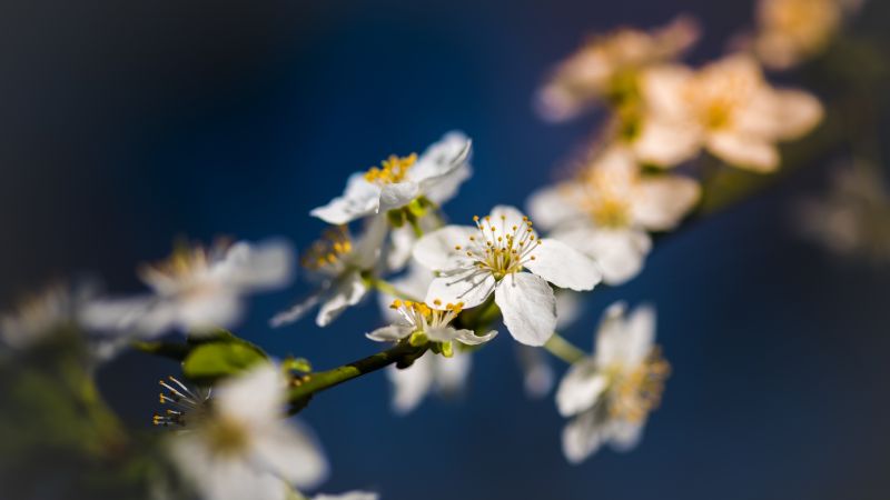 flowers, blossom, 8k (horizontal)