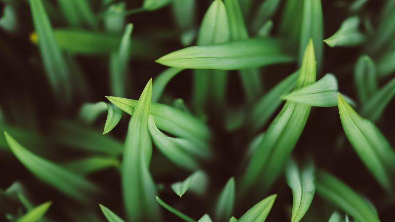 grass, 5k (horizontal)
