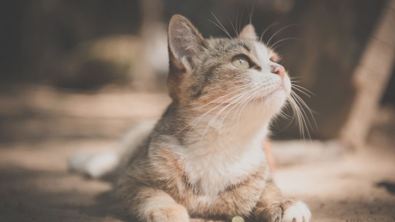 Cat, pet, 6K (horizontal)